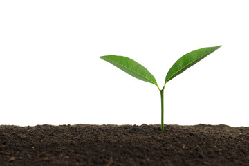 Young plant in fertile soil on white background, space for text. Gardening time