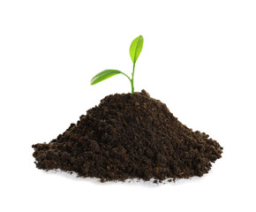 Young plant and pile of fertile soil on white background. Gardening time