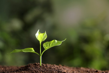 Young seedling in soil on blurred background, space for text