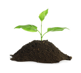 Young seedling in fertile soil on white background