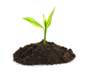 Young seedling in fertile soil on white background