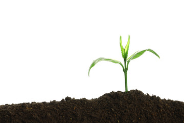 Young seedling in fertile soil on white background. Space for text