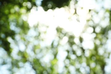 Blurred view of abstract green background. Bokeh effect