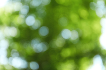 Obraz premium Blurred view of abstract green background. Bokeh effect