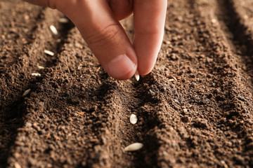 Farmer planting seeds into fertile soil, closeup. Gardening time