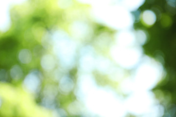 Obraz premium Blurred view of abstract green background. Bokeh effect