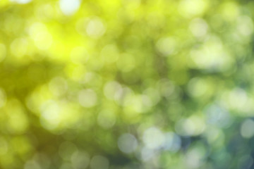 Blurred view of abstract green background. Bokeh effect