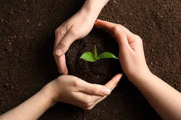 People protecting young seedling on soil, top view
