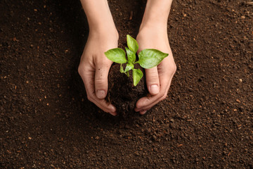 Woman holding green seedling on soil, top view