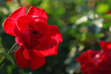 Beautiful blooming rose in garden on sunny day, space for text