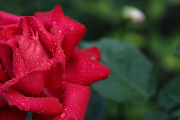 Closeup view of beautiful blooming rose against blurred background, space for text