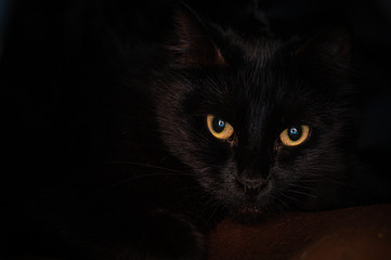 Close up of golden eyes on a black cat curled up on a cozy bed.