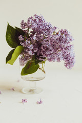Purple spring lilac flowers still life on white