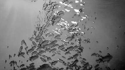 School Of Fish swim in a circle