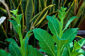 Aztec tobacco plant, nicotiana alata growing in backyard garden showing flower stalks with buds, also known as jasmine, Persian and sweet tobacco.