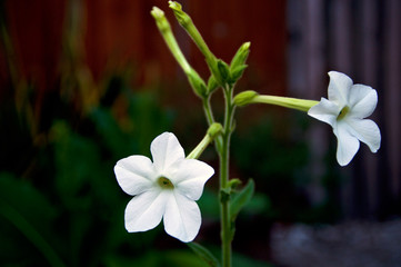 White five petaled trumpet like flowers of the aztec tobacco plant, nicotiana alata in bloom, also known as jasmine, Persian and sweet tobacco.