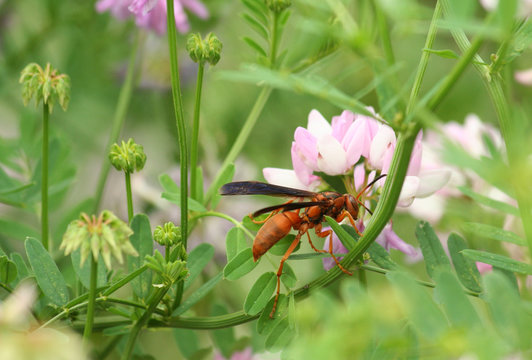 Wasp on Crown Vetch Flower 