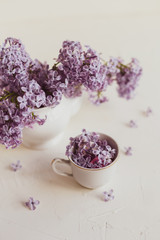 Obraz na płótnie Canvas Purple spring lilac flowers still life on white
