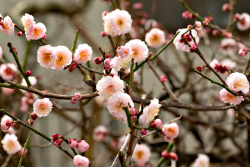 Plum blossoms in full bloom in Japan