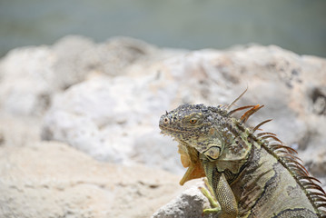 Iguana