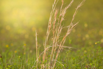wheat blurred background copy space