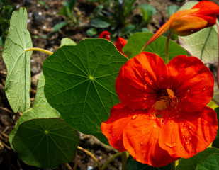 Nasturtium