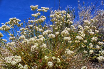 ERIOGONUM FASCICULATUM - EAST MOJAVE BUCKWHEAT - 052219, protect the native plants of our southern mojave desert, they can be observed here in the fringes of 29 Palms. 