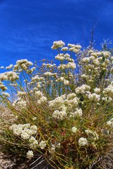 Fototapeta premium ERIOGONUM FASCICULATUM - EAST MOJAVE BUCKWHEAT - 052219, protect the native plants of our southern mojave desert, they can be observed here in the fringes of 29 Palms. 