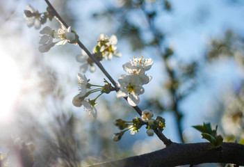 Kirschblüte im Frühling im Garten