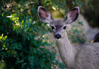 Close Up of a Mule Doe Looking at the Camera in a Forested Area