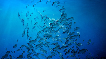 School Of Fish swim in a circle