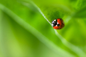 Fragile ladybug sitting on a leaf