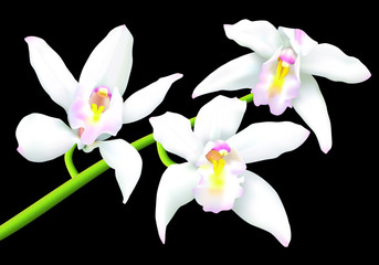 Naklejka na ściany i meble Beautiful white cymbidium orchids isolated on a black background