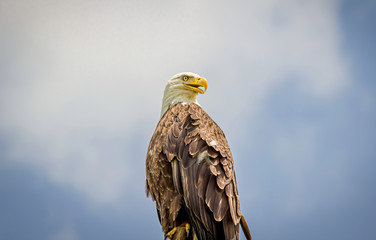 Eagle in bright sunshine with whispy clouds