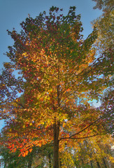 Looking up through the trees