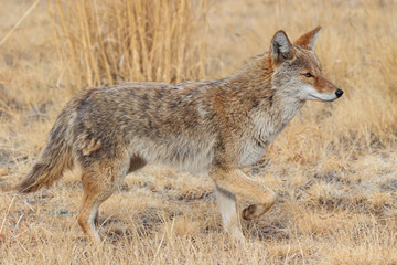 Profile of a Wild Coyote in a Field of Grass