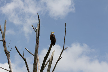 Eagle perched in a barren tree looking back at blue sky and clouds