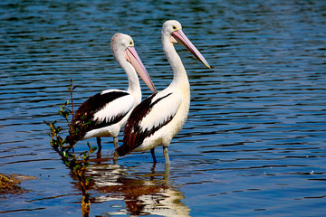 two pelicans in the lake