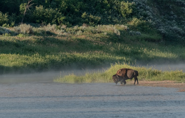 Bison Walks Across Small Island in Little Missouri River