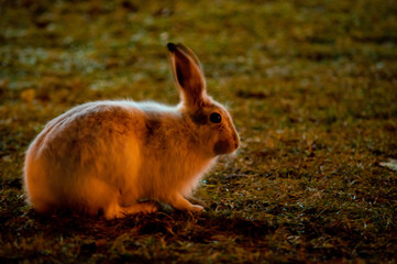 Rabbits in the city