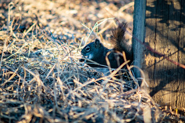 Friendly squirrel