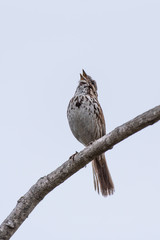 Musical Baird Sparrow has head tilted back while singing her signature morning song.