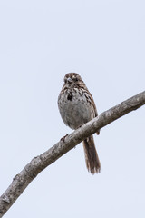 Alert Baird Sparrow perches on the highest branch of the tree for safety.