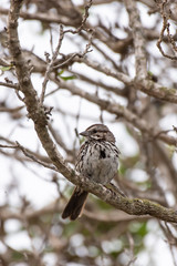 Baird Sparrow keeps watch over the ground below from the height of his tree perch.