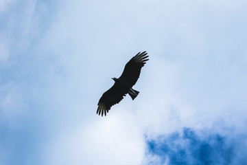 eagle in flight