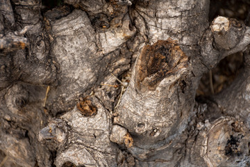 trunk of a dead tree