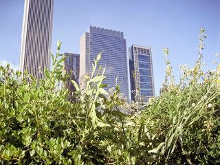 City Buildings with Tall Wild Grass and Flowers