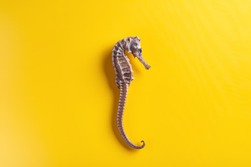dry seahorse as Chinese medicine on a yellow background
