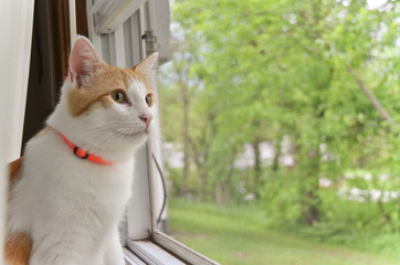 Cat with Orange Collar Looking Out the Window