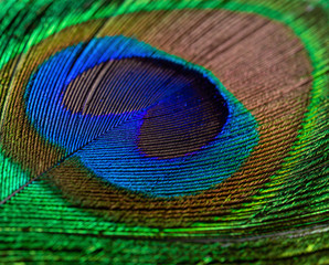 colorful feathered tail of a male peacock close up
